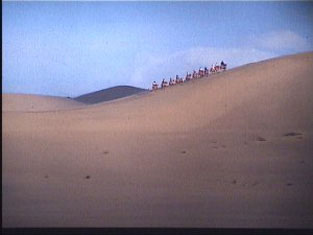 Kamelen in de woestijn - Foto John Habraken