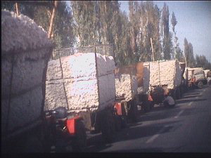 Wagens vervoer katoen - Foto John Habraken