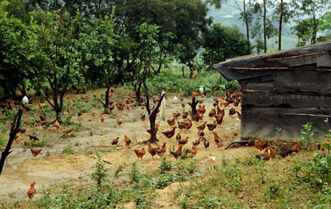 Kippen - Foto Richard Effland