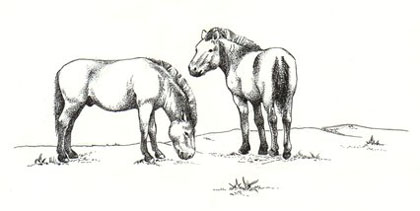 Prezwalskipaarden - Stichting ter Behoud en Bescherming van het Przewalskiapaard