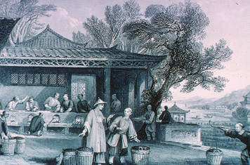 Het oogsten van thee - Brooklyn Colleg