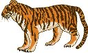 Tijger