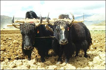 Yaks met ploeg - Foto Herman Hoekstra